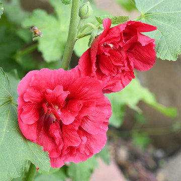 两朵红色的蜀葵花与茎叶