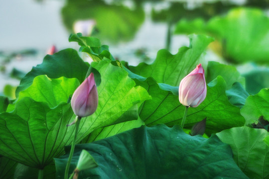 夏荷