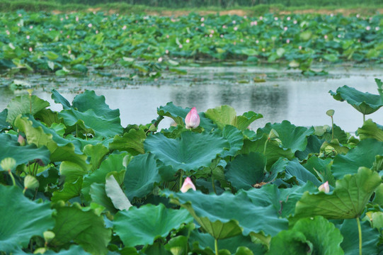 夏荷