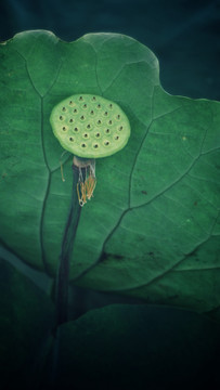 夏荷