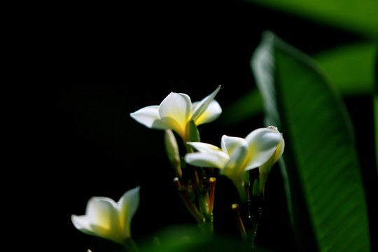 白色鸡蛋花特写