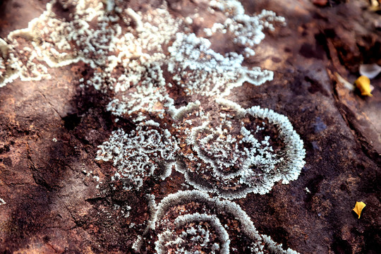 岩石上的苔藓花纹