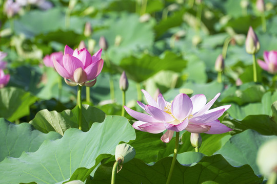 荷花素材图