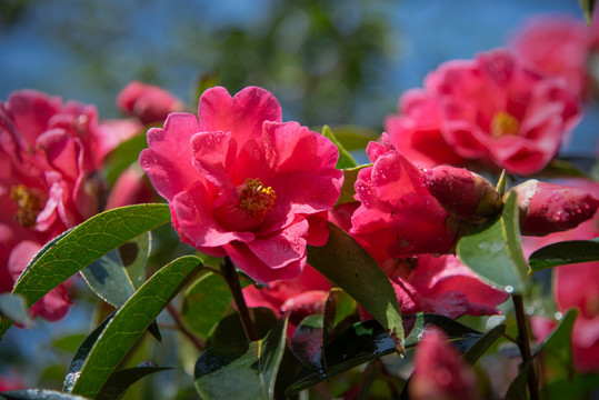 野生山茶花