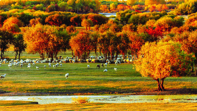 秋季多彩树林草原羊群
