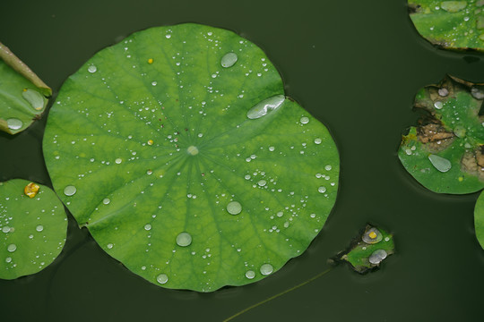 雨中荷叶