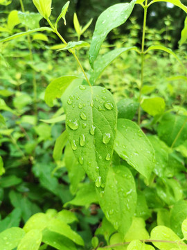 雨滴