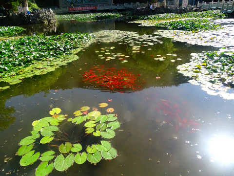 荷花池金鱼