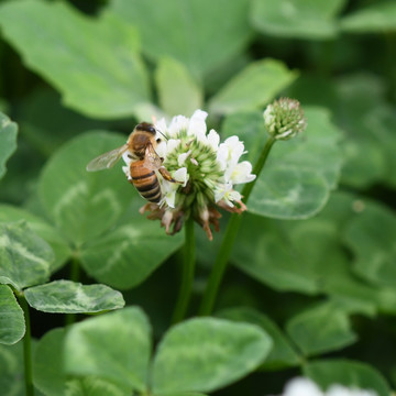 一只蜜蜂落在三叶草花的上面