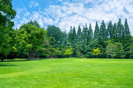 阳光草坪