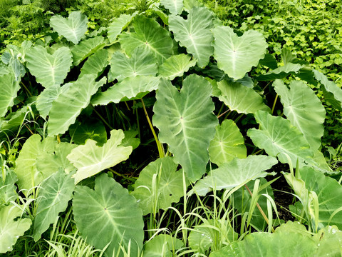 芋头种植