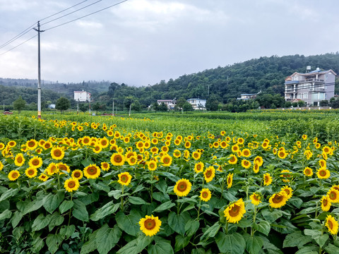 向日葵花田