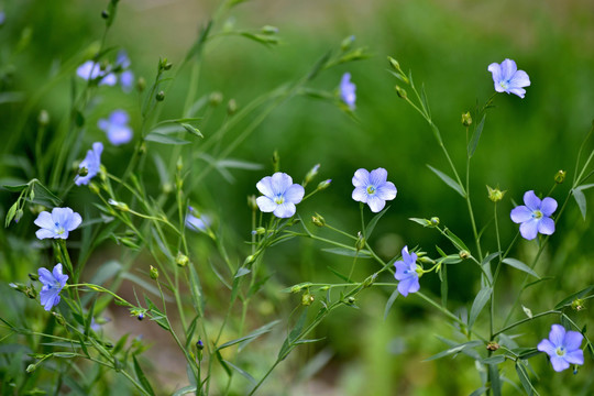 亚麻花