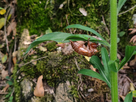 蝉蜕蝉退蝉衣蝉壳蚱蟟皮