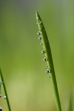 小麦发芽了