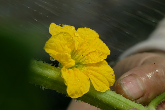 西瓜培育和种植