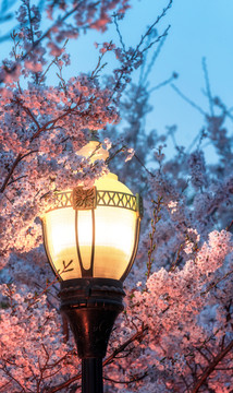 城市公园夜景桃花路灯