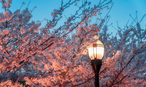 城市公园桃花夜景路灯