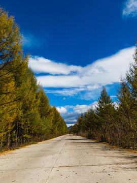 秋季森林公路蓝天白云