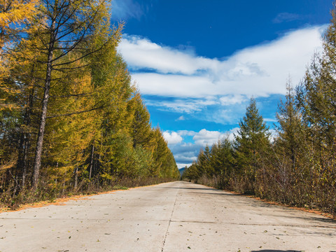 景区秋季蓝天白云道路森林