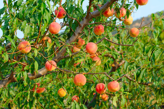树上鲜红的桃子