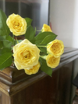 黄色蔷薇花