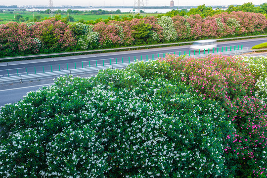 高速公路路边绿化