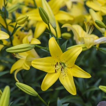 黄色盛开的宜男草花与花骨朵