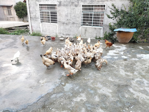 鸭子吃食