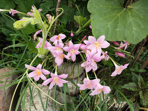 水仙花