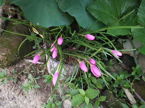 水仙花花苞