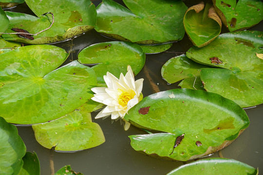 荷花莲花湖泊池塘