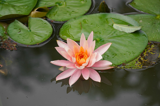 荷花莲花湖泊池塘