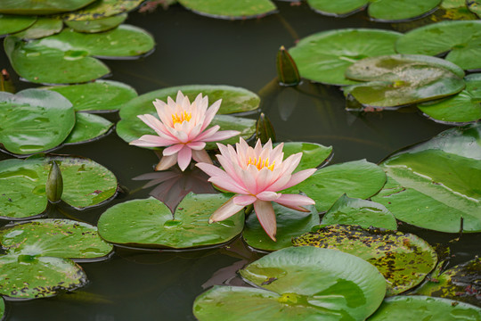 荷花莲花湖泊池塘