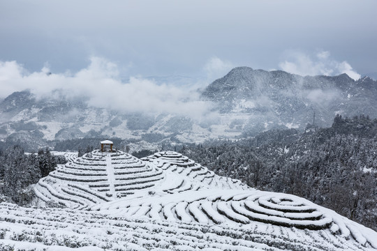 冬季茶山雪景自然风光