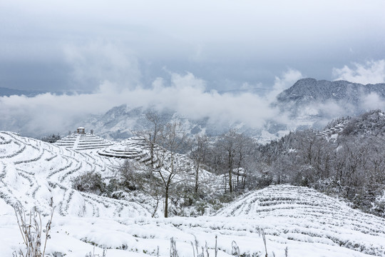 冬季茶山雪景自然风光