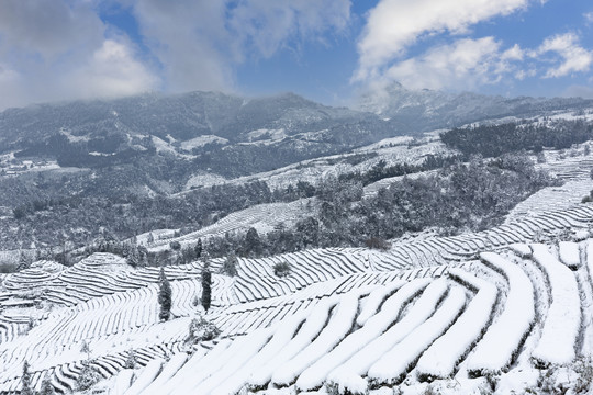 冬季茶山雪景自然风光