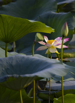 荷花