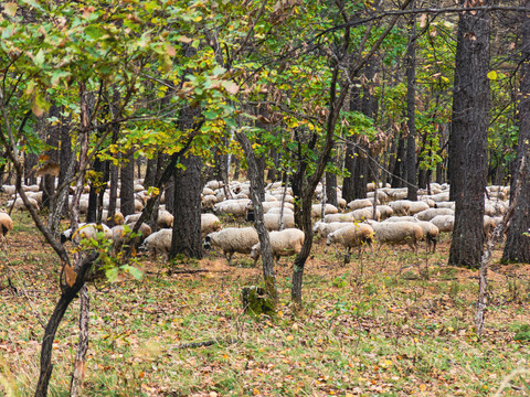 树林羊群
