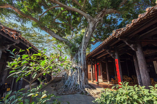 泉州古厝建筑大院古树景观