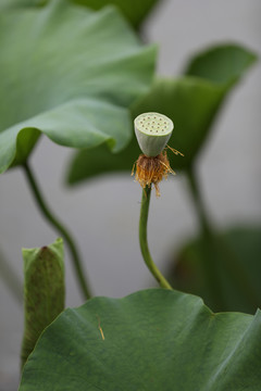 荷花摄影