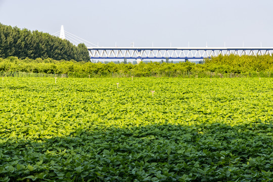 大豆田