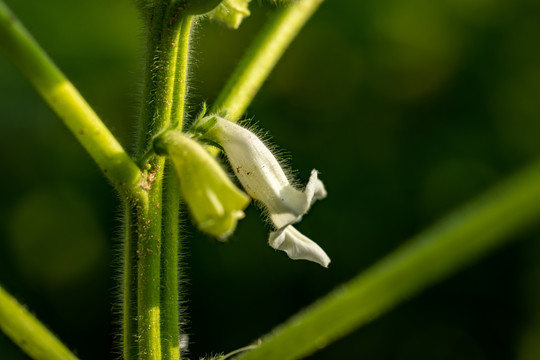 芝麻花