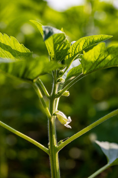 芝麻开花