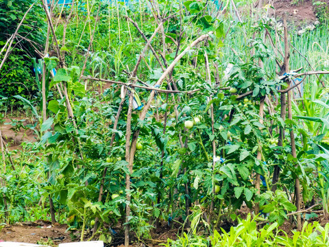 农村菜园菜地西红柿番茄蔬菜