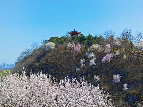 园博园彩色山林