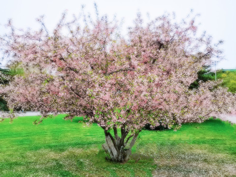 桃花树