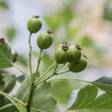 树枝头上几棵青色的山楂果