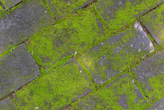 水泥砖上生长的绿色苔藓