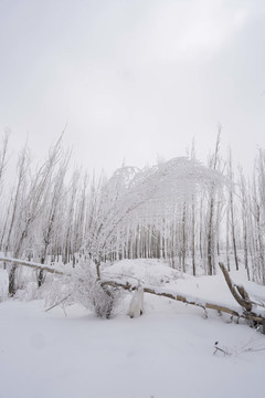 雪景